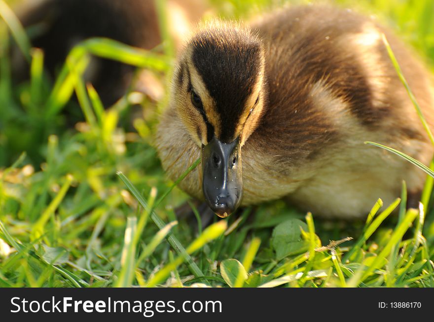 A view at a duckling in the grass. A view at a duckling in the grass.