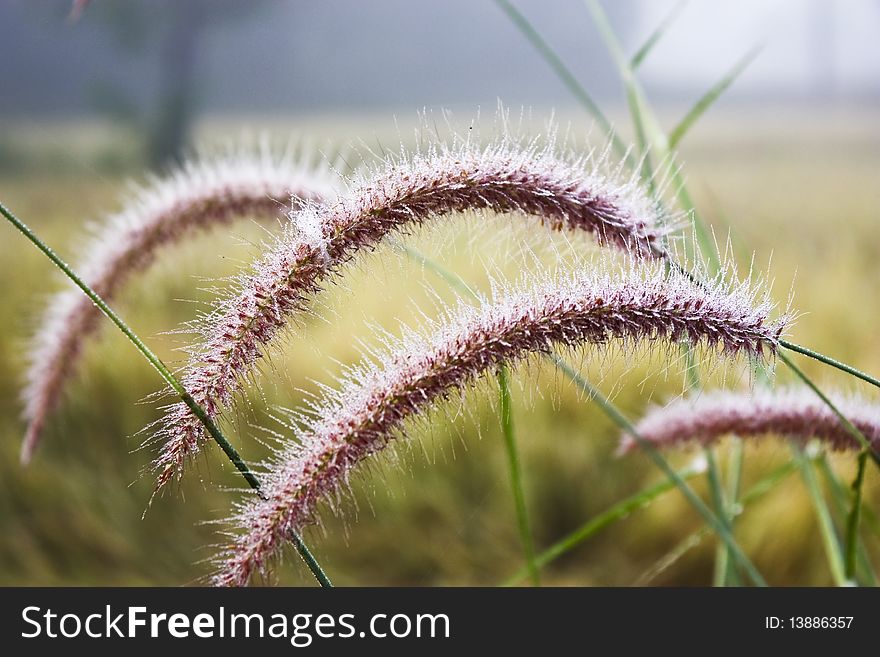 Beautiful grass on roadside with winter dew