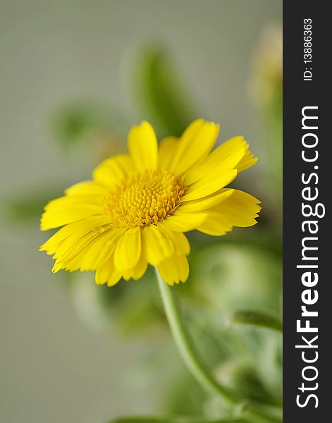 Amazing closeup of beautiful yellow flower