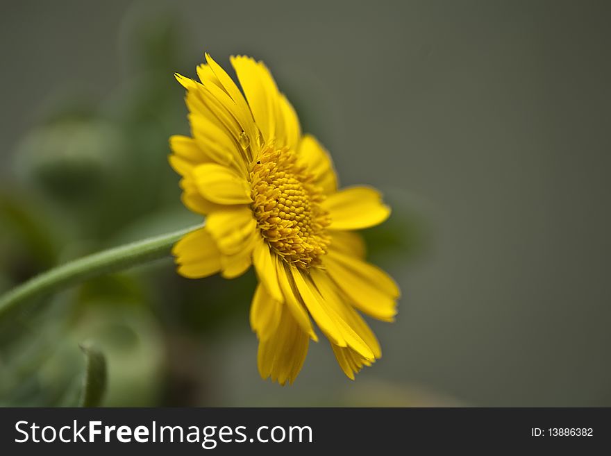 Amazing closeup of beautiful yellow flower