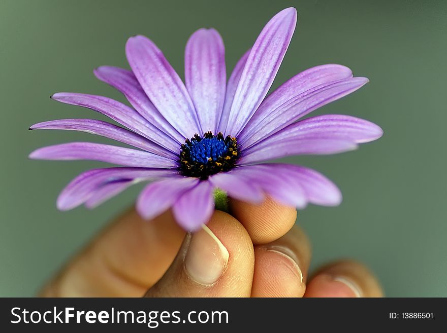 Human hand holding a beautiful flower with amazing colors. Human hand holding a beautiful flower with amazing colors