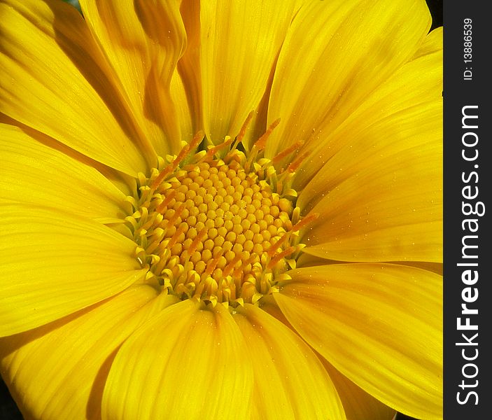 A close-up on a yellow gazania