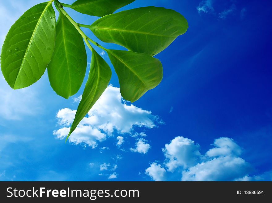 Fresh, green leaves isolated on sky background. Fresh, green leaves isolated on sky background