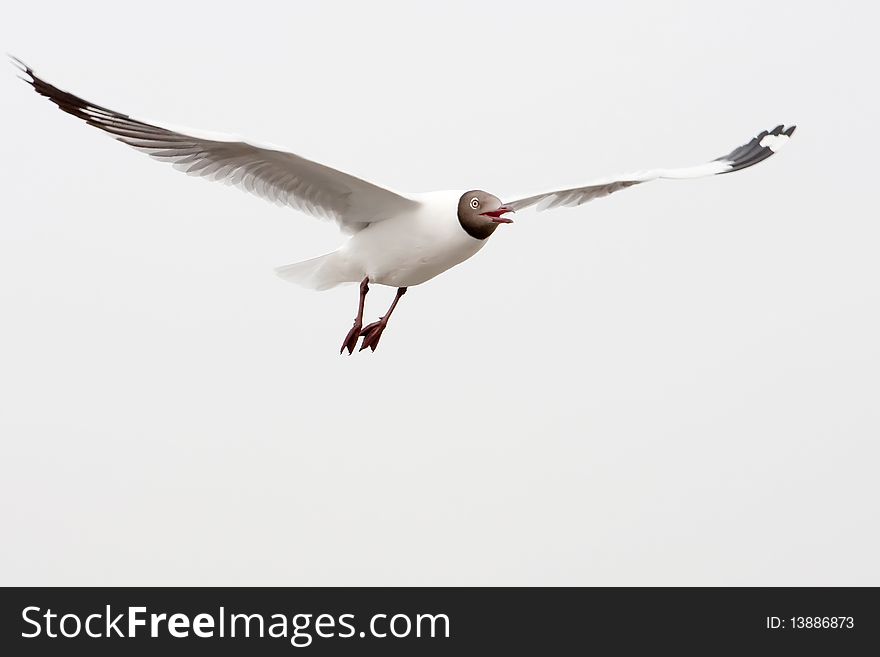 Seagull is hunting for foods and flying in the clear sky in Thailand and expand its wings. Seagull is hunting for foods and flying in the clear sky in Thailand and expand its wings