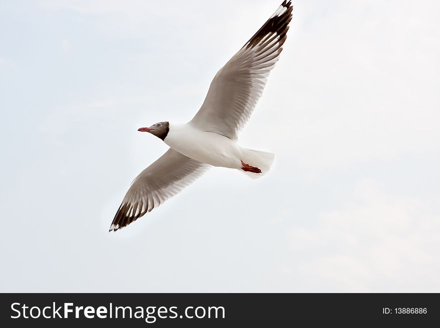 Seagull is flying in the clear sky in Thailand and expand its wings. Seagull is flying in the clear sky in Thailand and expand its wings