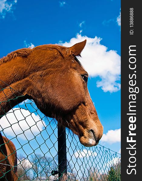 Big brown horse looks above the willow fence