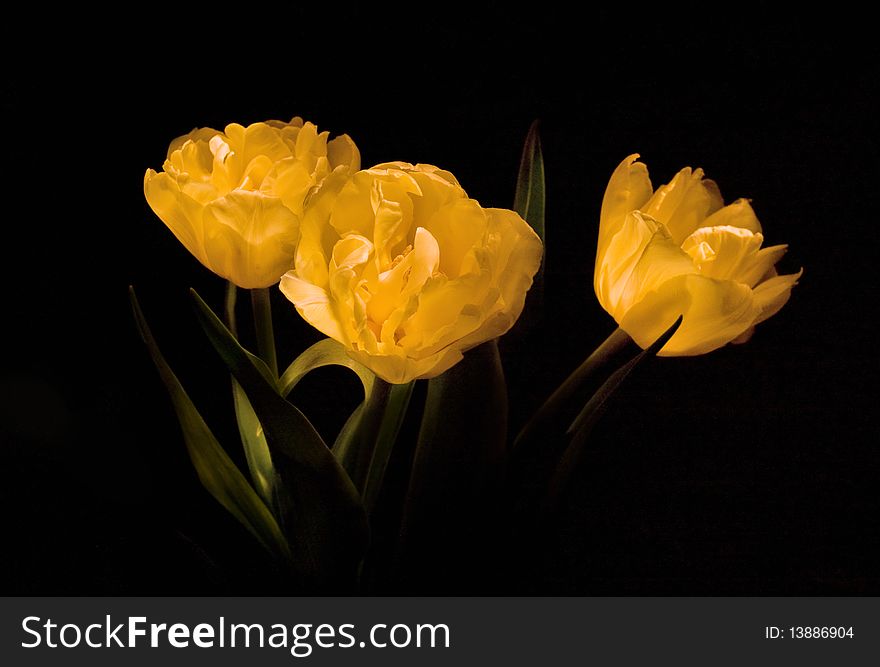 Three yellow tulips on dark background. Three yellow tulips on dark background