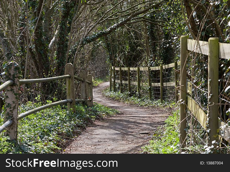 A winding country lane lined with trees coming into bud