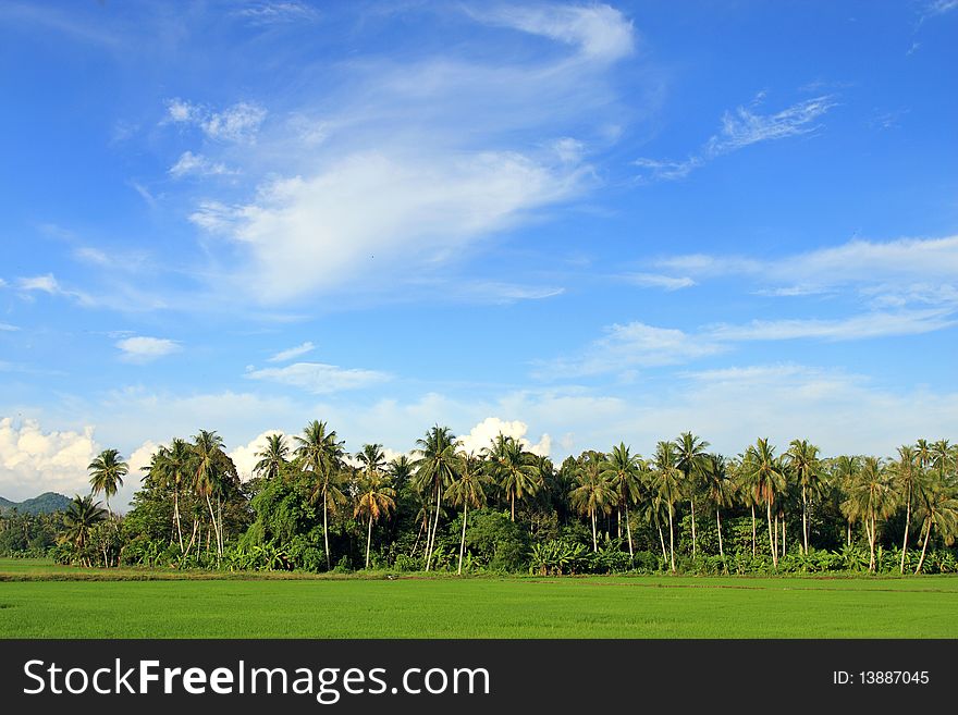 Green paddy field on a sunny day morning.