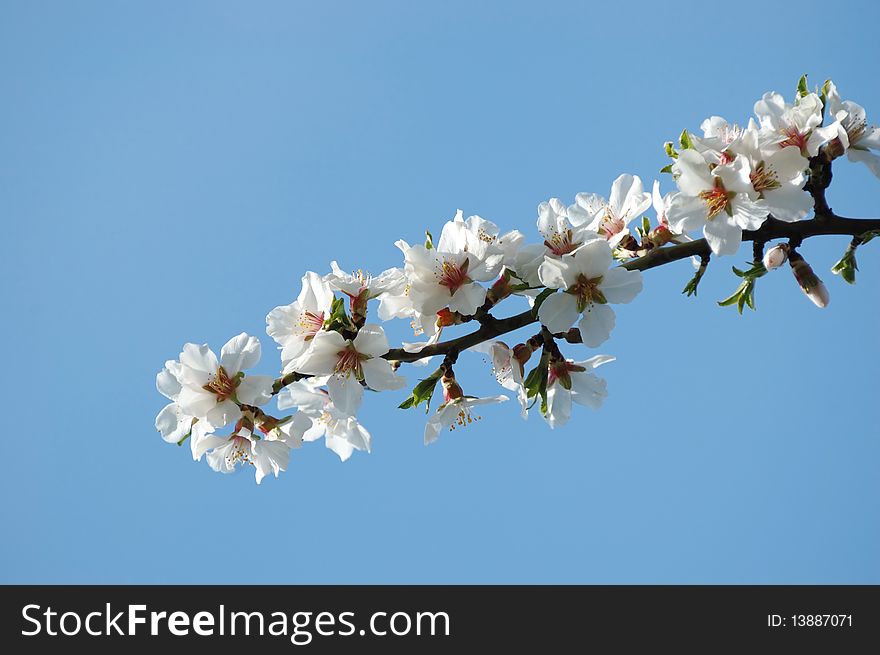 Spring Sakura Blossom Closeup