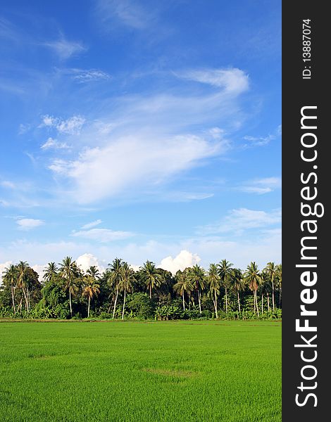 Green paddy field on a sunny day morning.