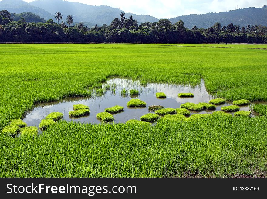 A large green paddy field on sunny day.