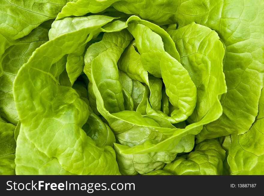 Lettuce  planting  in the garden