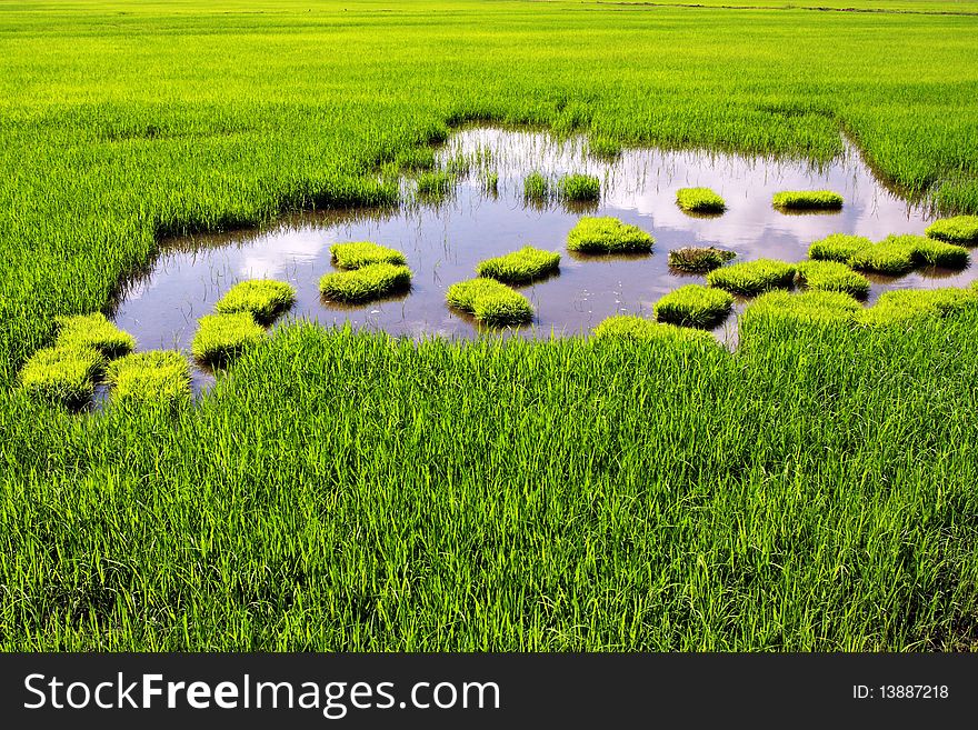 A large green paddy field on sunny day.