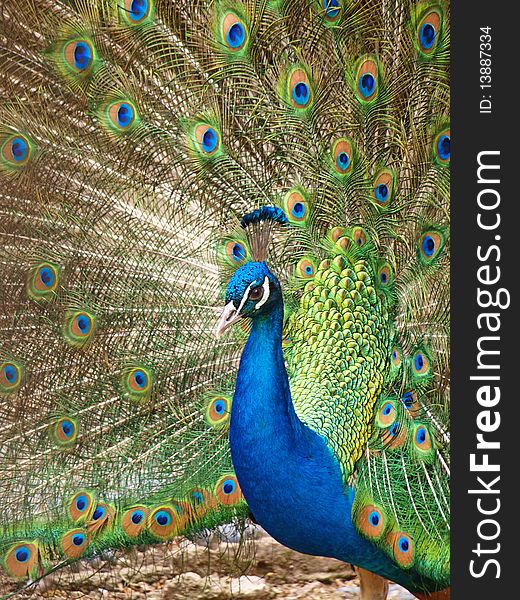 Peacock is open wings, is a symbol of courtship, shooting and Zoo