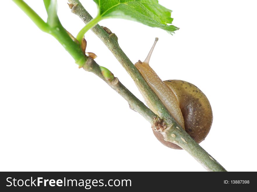 Leaves And Snail