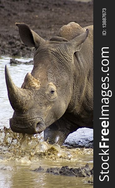 Rhino charging through the water. Rhino charging through the water