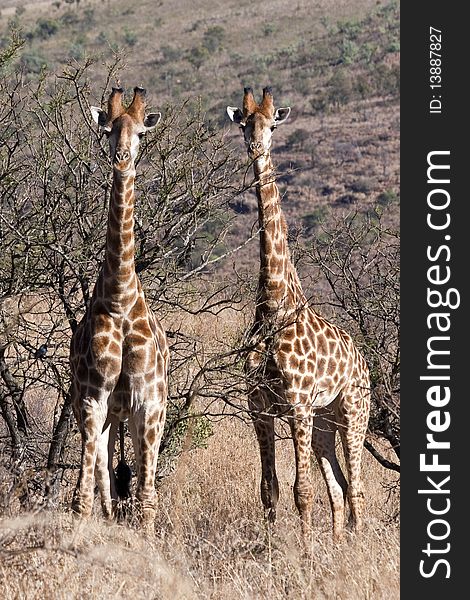 Two giraffe shot side by side in the African game reserve. Two giraffe shot side by side in the African game reserve