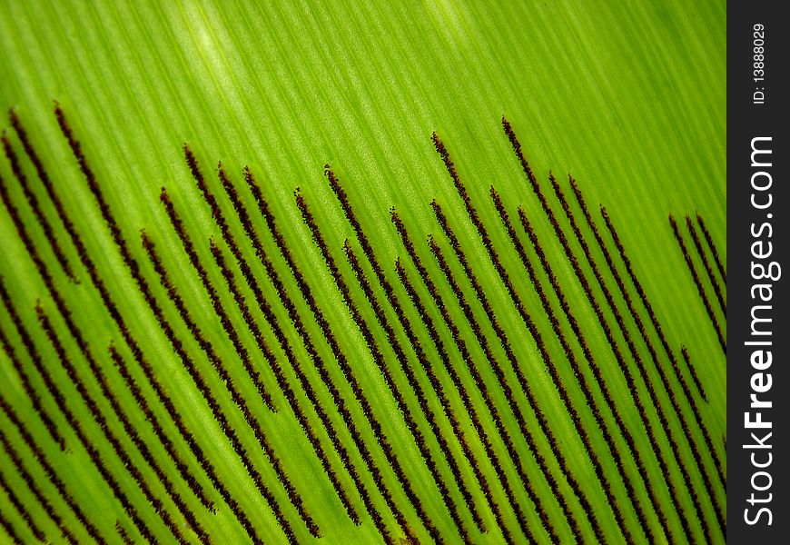 Macro photo showing details of spores on the back of a leaf, suitable for backgrounds and layers. Macro photo showing details of spores on the back of a leaf, suitable for backgrounds and layers