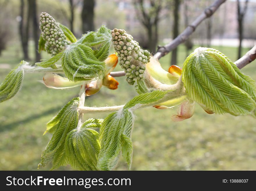 Branches of chestnut trees with buds and young leaves