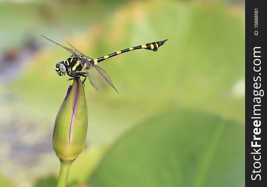 Dragonfly in the eye and green background