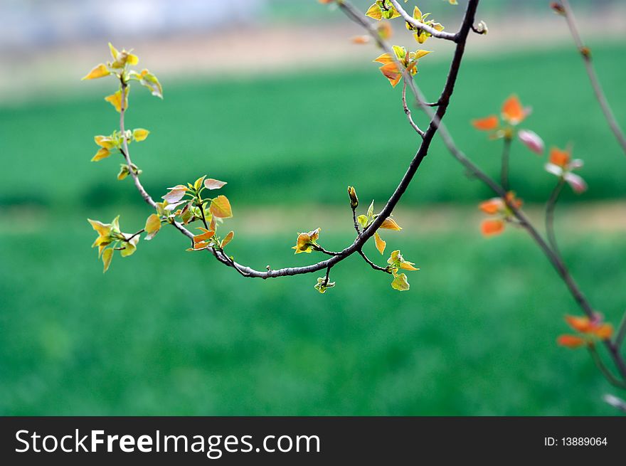 Poplar Tree In Spring