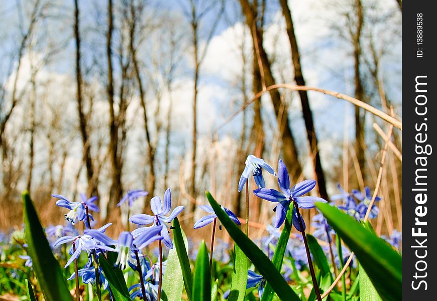Scilla in the spring forest