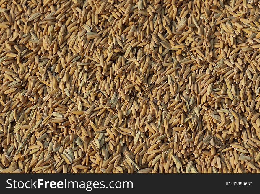 Seed rice Farmers for cultivation. Seed rice Farmers for cultivation