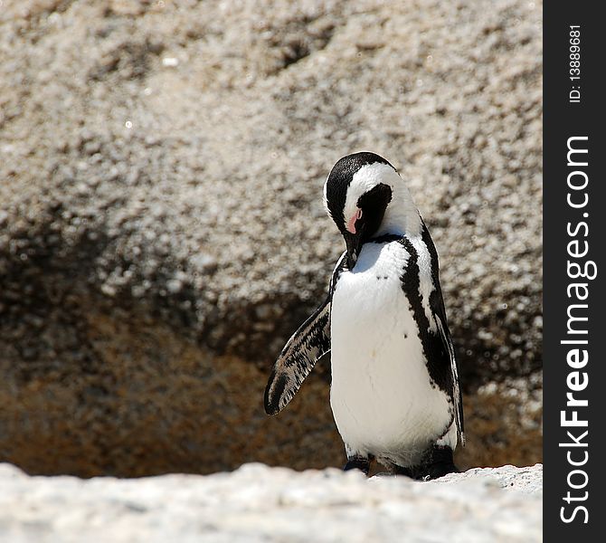 Nestled in a sheltered cove between Simon's town and Cape point,boulders beach has become world famous for its thriving colony of african penguins.