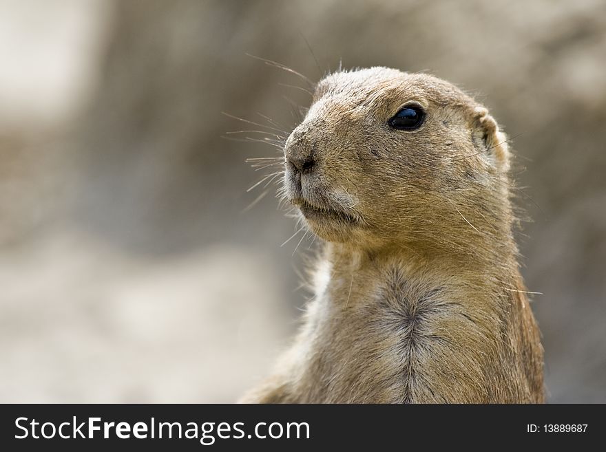 Close op from a standing black tailed prairie dog