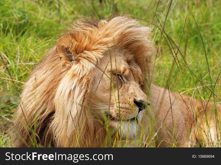 Resting Lion In Bush