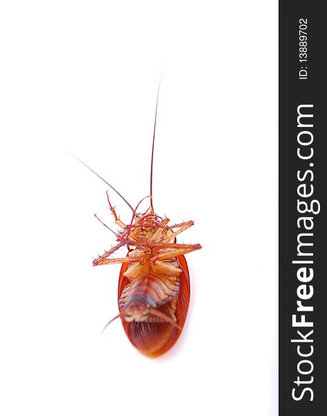 Cockroach