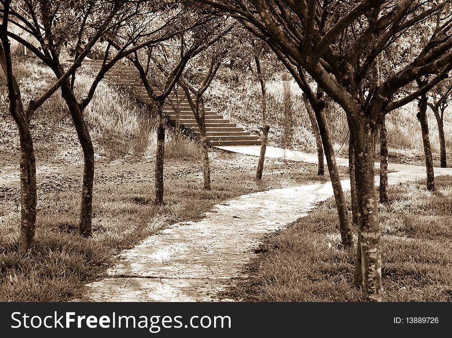 Nice view of a walkway covered by trees.