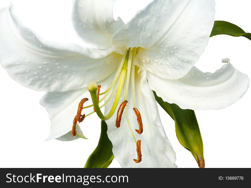 Large flower of a white lily with green leaves. Large flower of a white lily with green leaves