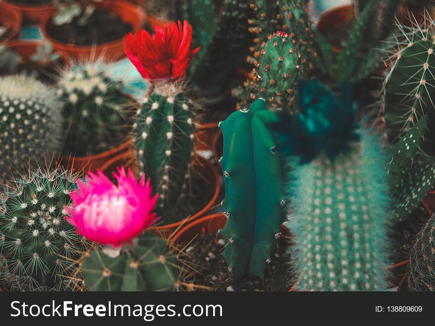 Green cactuses with bright flowers. Succulent plants.