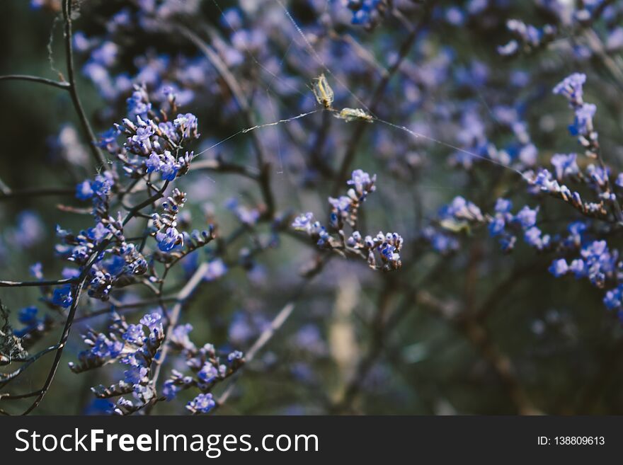 Wild herb in the field. Small purple flowers. Medicinal plant. Useful fragrant herbs. Summer theme. Natural background. Wild herb in the field. Small purple flowers. Medicinal plant. Useful fragrant herbs. Summer theme. Natural background.