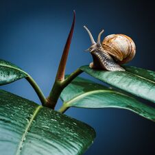 Close-up Of Burgundy Snail Walking On The Leaf Stock Photo