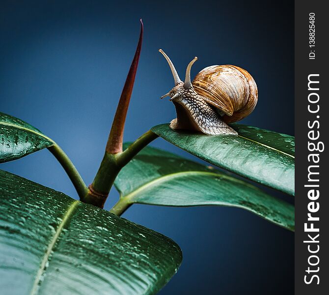 Close-up of burgundy snail walking on the leaf. Also known as Roman snail, edible snail or escargot