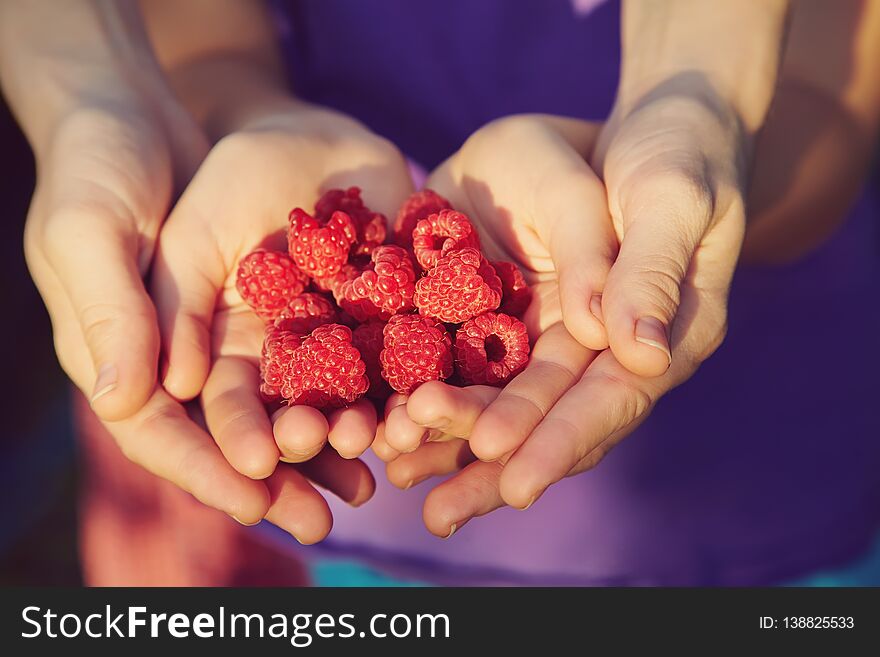 Handful of red ripe raspberry in the hands of a woman and child. two pairs of hands. berries closeup. selective focus. Handful of red ripe raspberry in the hands of a woman and child. two pairs of hands. berries closeup. selective focus