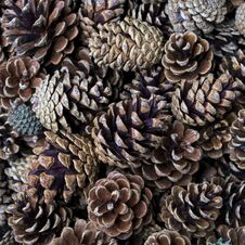 Pine Cones In A Wicker Basket For Sale, Used As Decoration Royalty Free Stock Photo