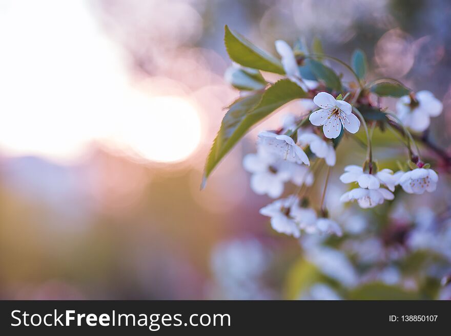 White flowers cherry tree. white flowers cherry tree. Flowers cherry tree blossomed. Honey and medicinal plants Ukraine. Flowering fruit trees. Selective focus
