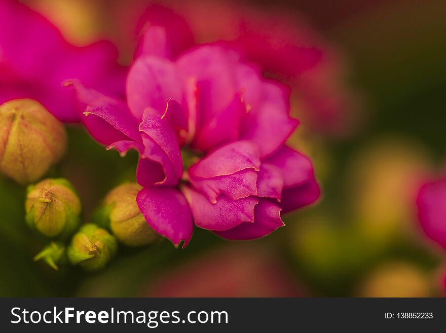 Amazing Pink Fresh Flowers Near Buds