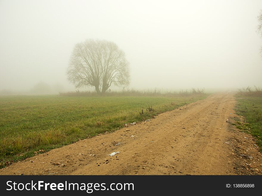 Sandy road through a green meadow, willow tree in the fog
