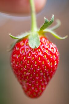 Single Strawberry Being Held By The Stem Royalty Free Stock Photo