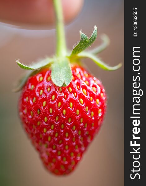 Single ripe, red strawberry being held by the stem picked at a strawberry farm. Single ripe, red strawberry being held by the stem picked at a strawberry farm