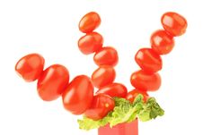 Tomatoes Tree Royalty Free Stock Image Tomatoes Tree Royalty Free Stock Image