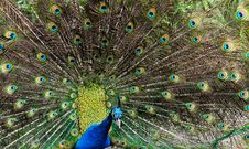 Beautiful Peacock Stock Photography Beautiful Peacock Stock Photography