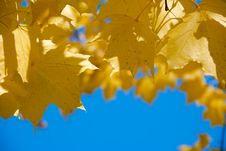 Maple Laple Against The Blue Sky Stock Photography Maple Laple Against The Blue Sky Stock Photography