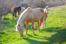 Mare And Foal Grazing Stock Photo Mare And Foal Grazing Stock Photo
