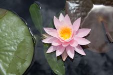 Water Lily Close Up Stock Images